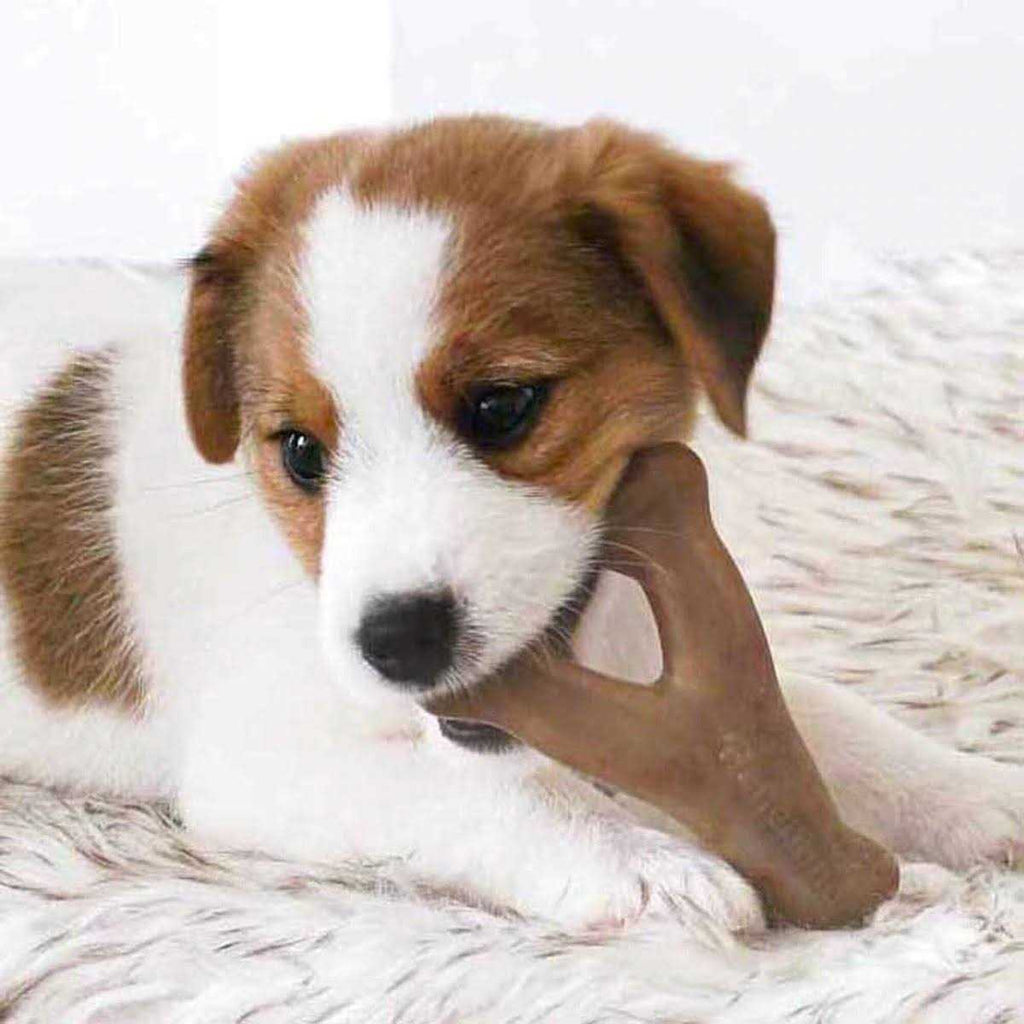 Dog Chew N812295