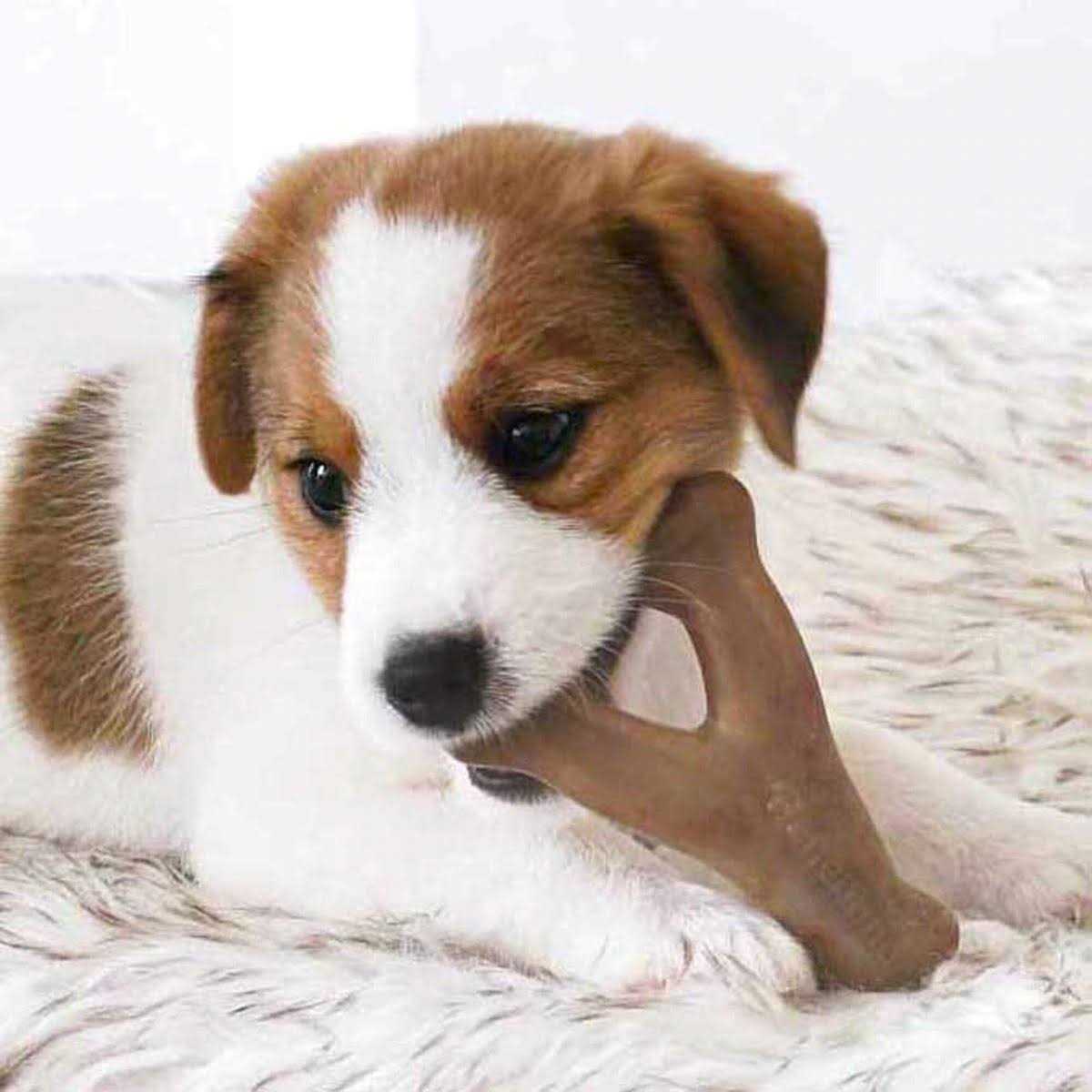 Dog Chew N812295