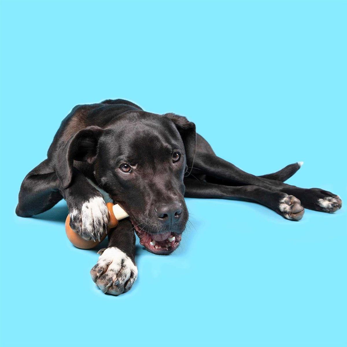 Super Chewer Drumstick Dog Toy O9616