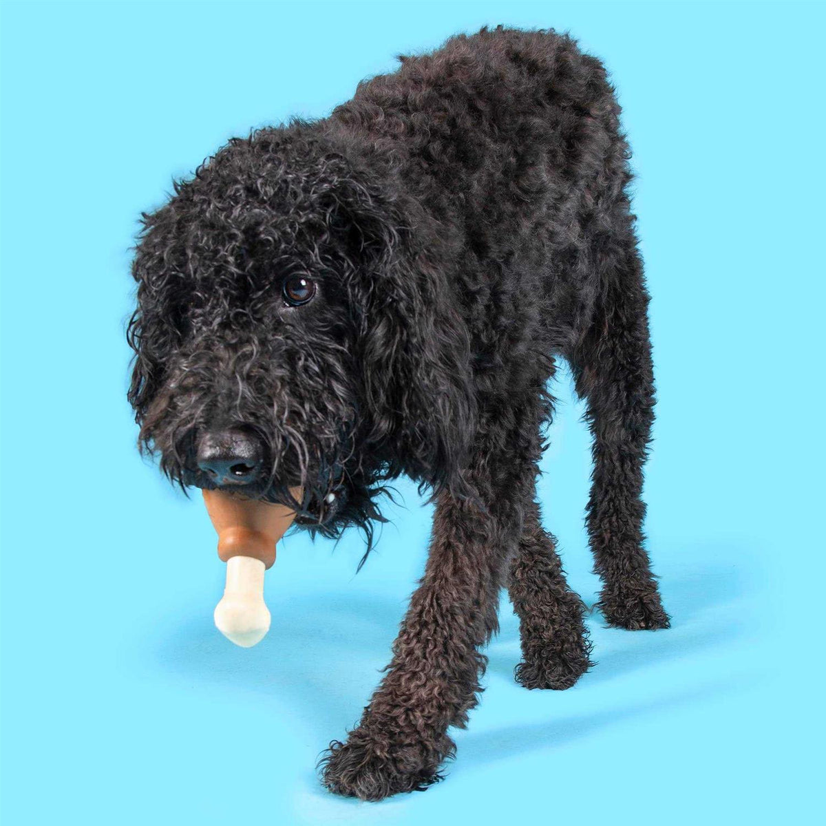 Super Chewer Drumstick Dog Toy O9616