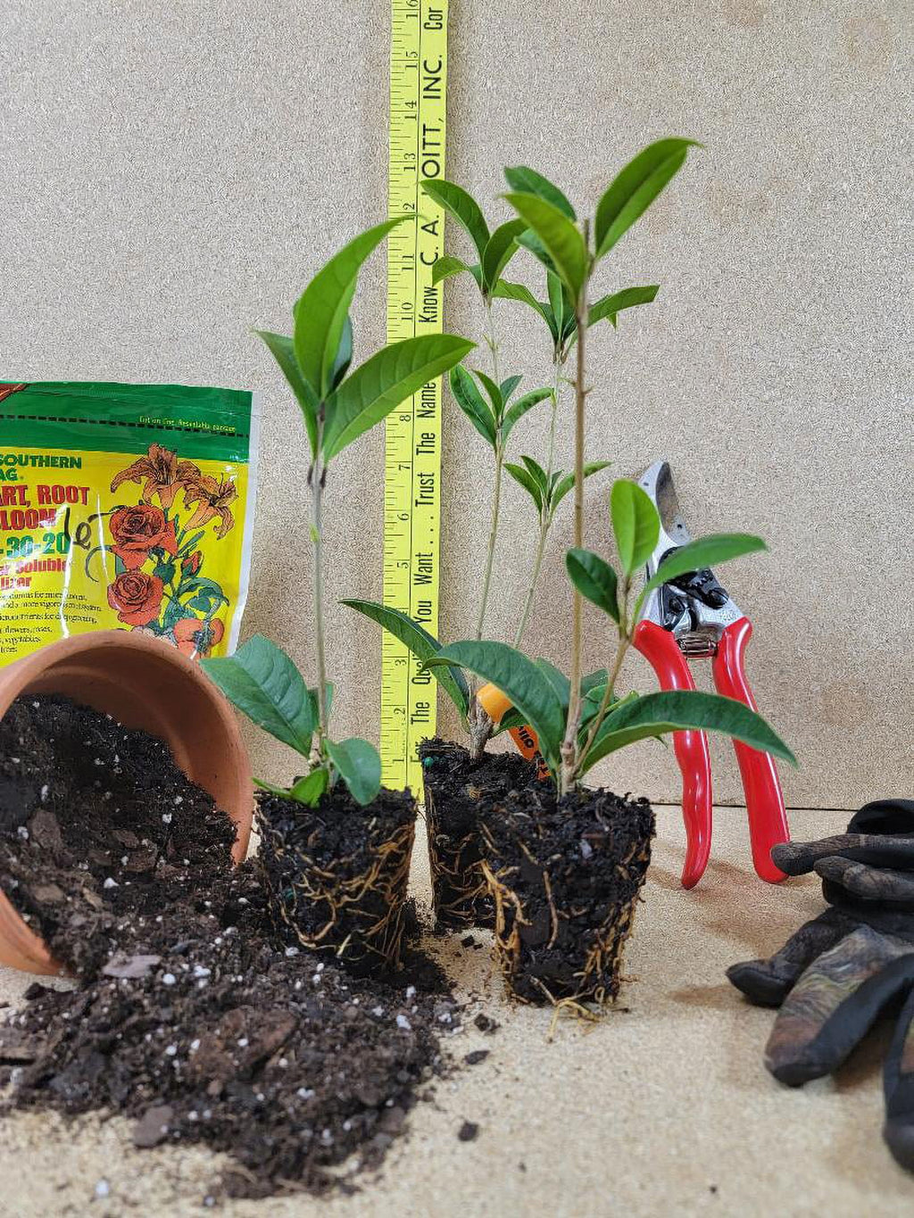 Apricot Echo Orange Tea Olive Starter Plants Pack of 3 A10295