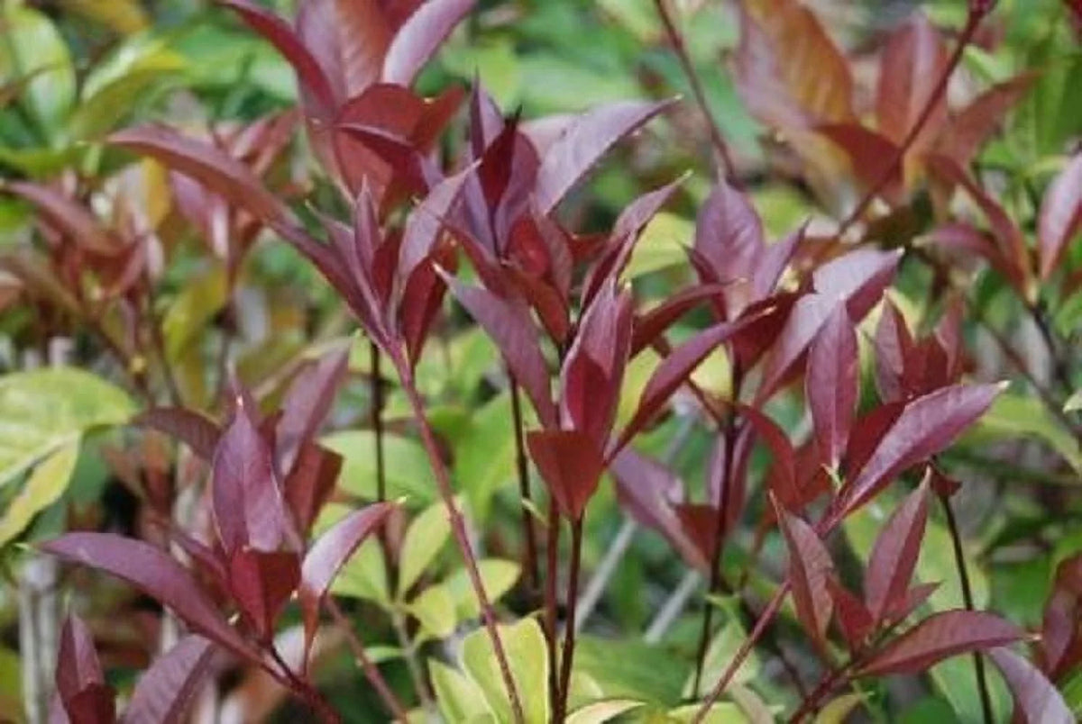 Apricot Echo Orange Tea Olive Starter Plants Pack of 3 A10295