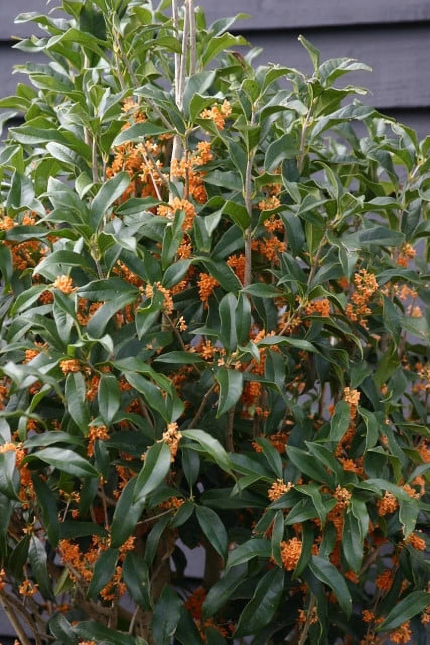 Apricot Echo Orange Tea Olive Starter Plants Pack of 3 A10295