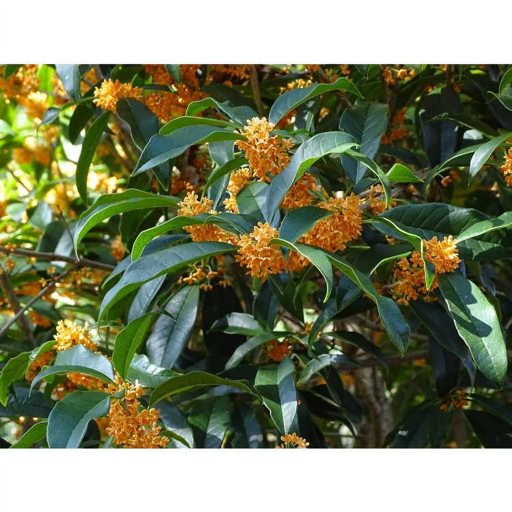 Apricot Echo Orange Tea Olive Starter Plants Pack of 3 A10295