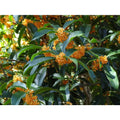 Apricot Echo Orange Tea Olive Starter Plants Pack of 3 A10295