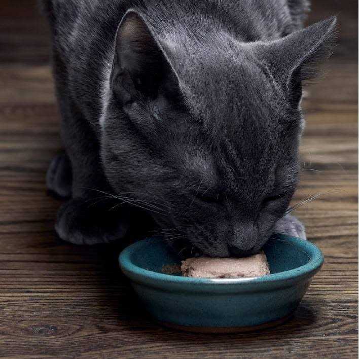 Wet Kitten Food Pate C88496