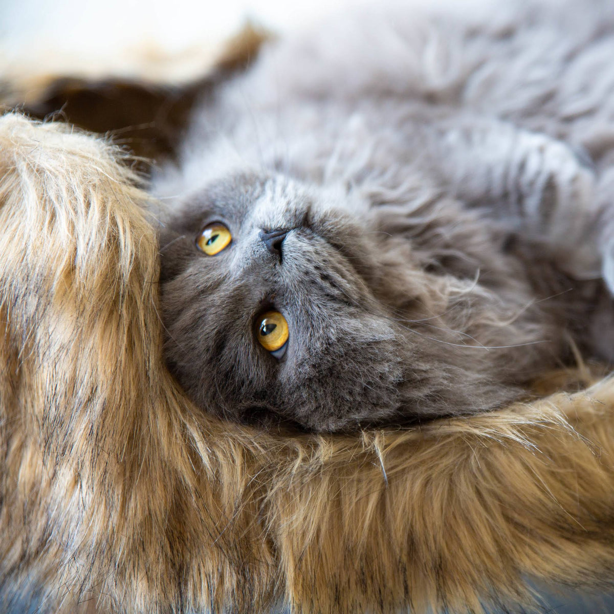 Mocca Nordic Cat Bed K740802