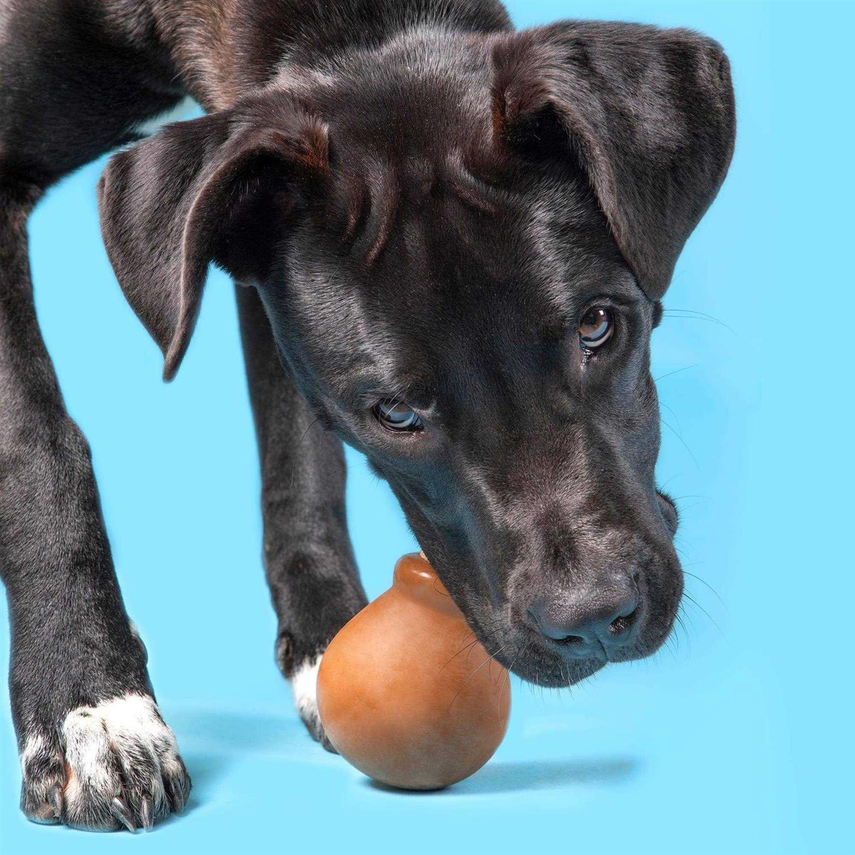 Super Chewer Drumstick Dog Toy O9616